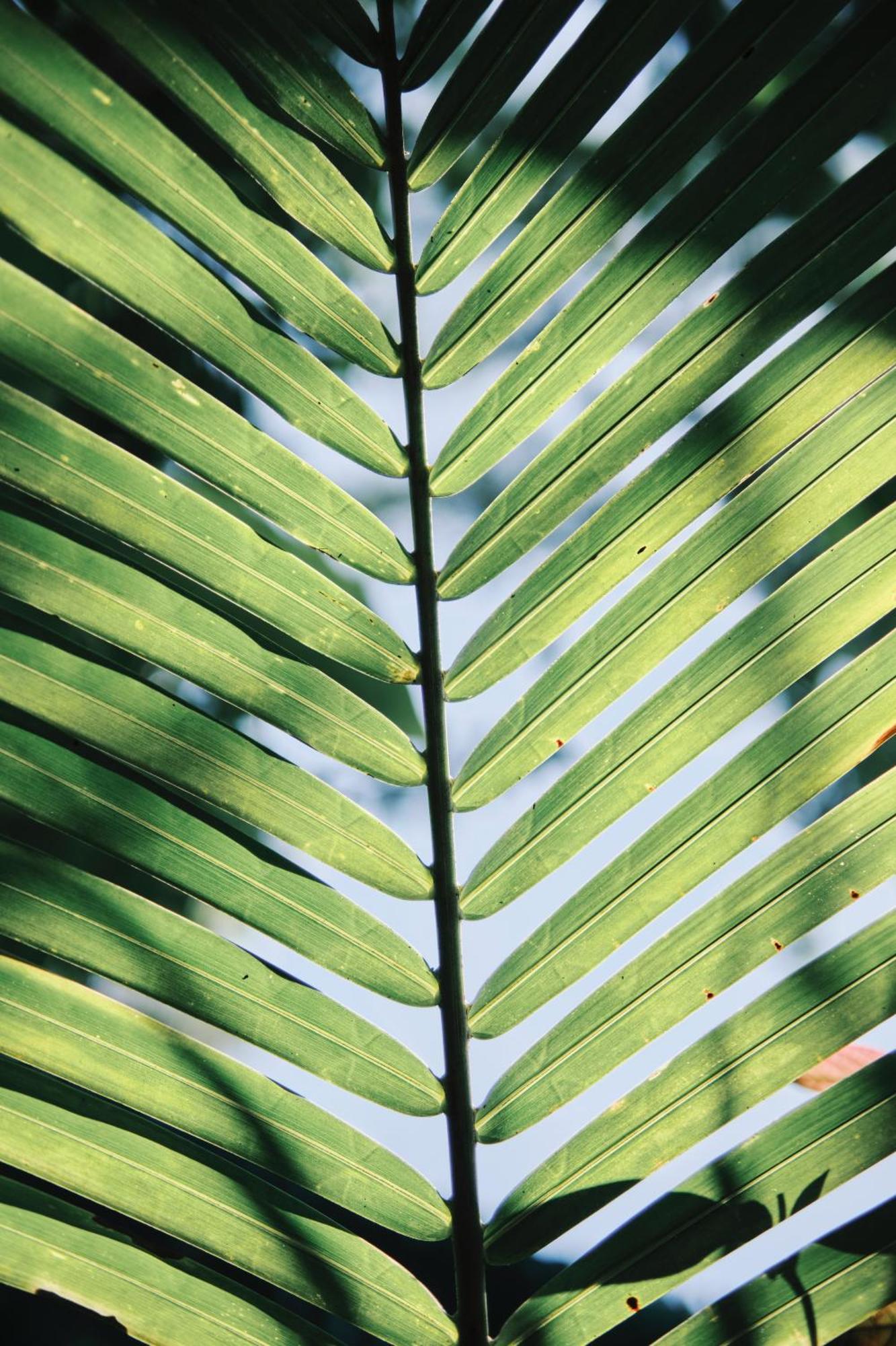 Villas Zamna - Jungle Villas コスメル エクステリア 写真